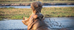 Chobe safari ldge actv Lekkerbly 9