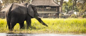 Okavango Moremi crossing Lekkerbly 4