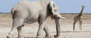 Etosha Lekkerbly 2