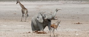 Etosha Lekkerbly 23