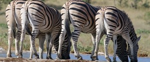 Etosha Lekkerbly 28