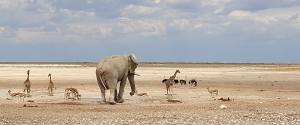 Etosha Lekkerbly 31