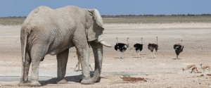 Etosha Lekkerbly 33