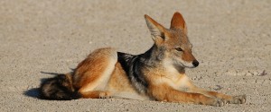 Etosha Lekkerbly 35