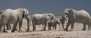 Etosha Lekkerbly 41