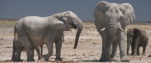 Etosha Lekkerbly 42