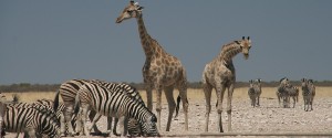 Etosha Lekkerbly 43