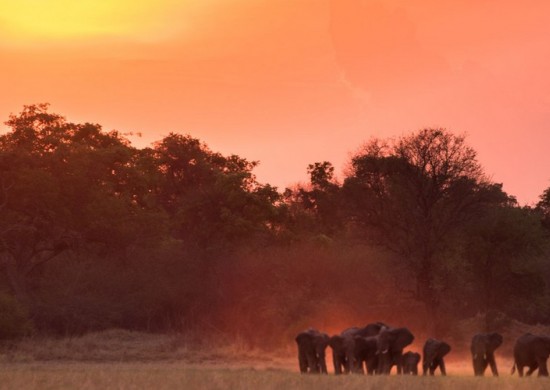 GS Kafue Elephants in the Plains