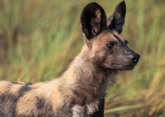 GS Kafue Wild Dog