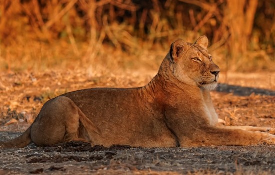 Lower Zambezi National Park