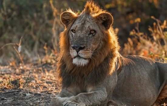 Lower Zambezi National Park