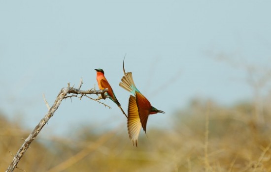 Lower Zambezi National Park