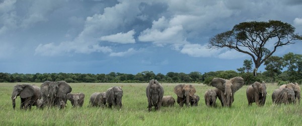 GS ILA Safari Lodge Elephants