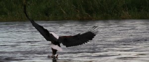 african fish eagle 1