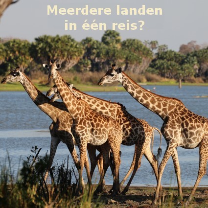 Afrika safari reizen lekkerbly