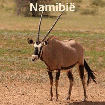 Namibie safari reizen lekkerbly