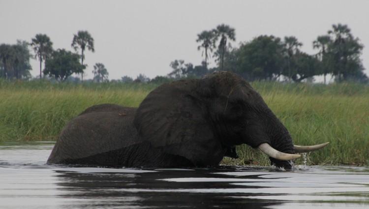 Lekkerbly Okavango Olifant crp