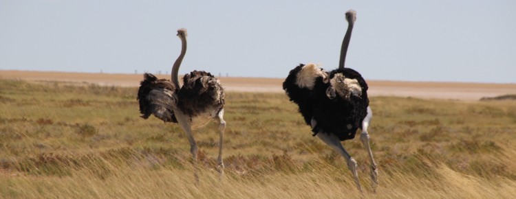 Lekkerbly Etosha Ostrich crp